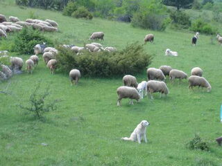 Foto 3 van een Berghond van de Maremmen en de Abruzzen