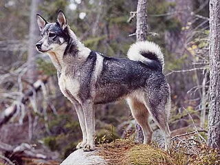 Foto 3 van een Jamthund