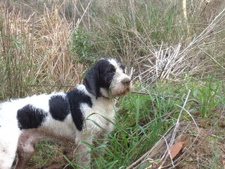 Foto 5 van een Griffon Blue de Gascogne
