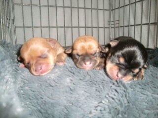Ukkie pups gekregen
