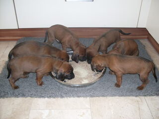 Foto 2 van een Bayerischer Gebirgsschweisshund