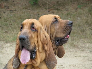 Foto 5 van een Bloedhond