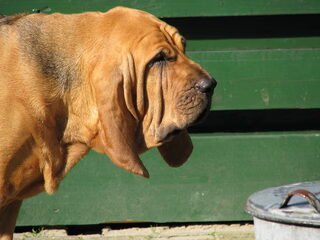 Foto 4 van een Bloedhond