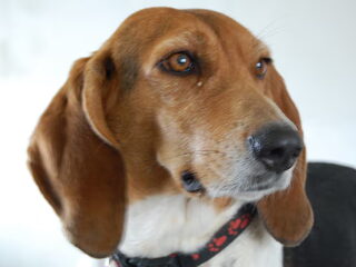 Foto 5 van een Basset Artesien Normand