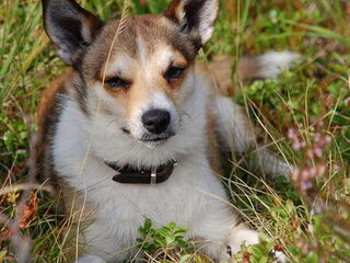 Foto 5 van een Noorse lundehond