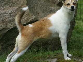 Foto 4 van een Noorse lundehond