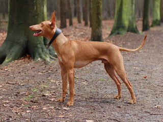 Foto 5 van een Cirneco dellEtna