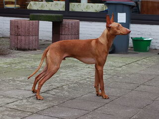 Foto 4 van een Cirneco dellEtna