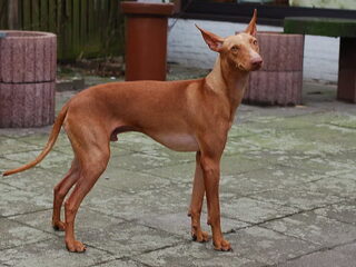 Foto 3 van een Cirneco dellEtna