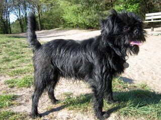 Foto 5 van een Affenpinscher