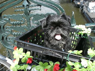 Foto 4 van een Affenpinscher