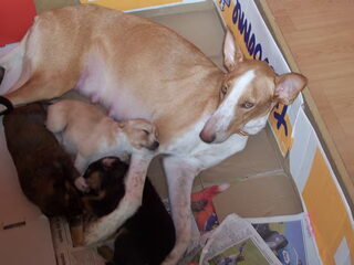 Foto 2 van een Cirneco dellEtna