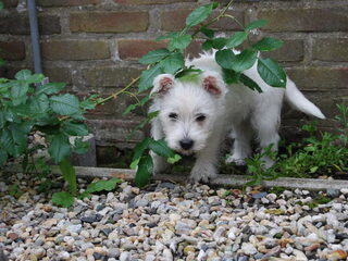 Amy, van 8 weken tot nu 10 maanden oud.
