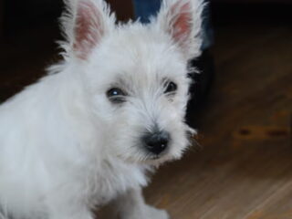 Amy, van 8 weken tot nu 10 maanden oud.