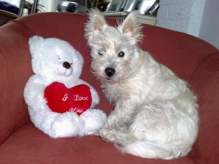 Amy, van 8 weken tot nu 10 maanden oud.