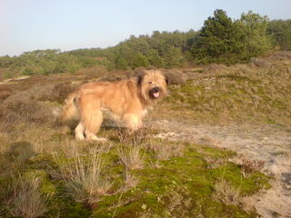 Foto 3 van een Pyrenese Herdershond