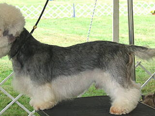 Foto 5 van een Dandie Dinmont Terriër