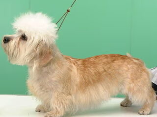 Foto 4 van een Dandie Dinmont Terriër