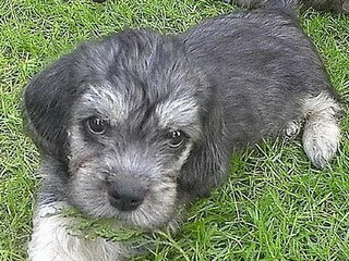 Foto 3 van een Dandie Dinmont Terriër