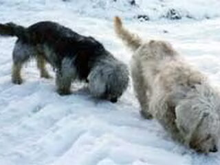 Foto 2 van een Dandie Dinmont Terriër