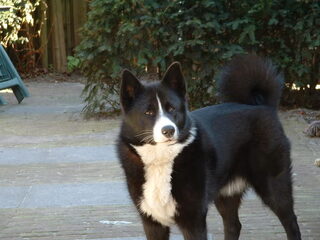 Foto 5 van een Karelische Berenhond