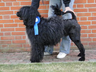 Foto 5 van een Portugese Waterhond
