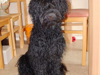 Foto 4 van een Portugese Waterhond