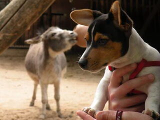 Naar de dierentuin geweest