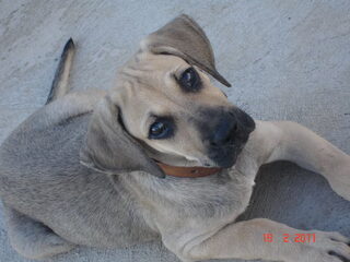 Foto 5 van een Fila Brasileiro