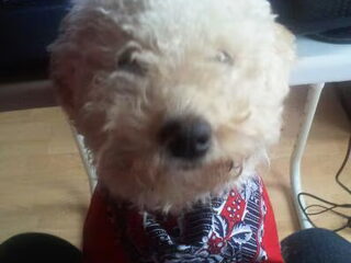 Cindy onze lieve Boomer