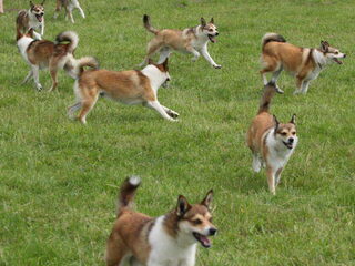 Foto 3 van een Noorse lundehond