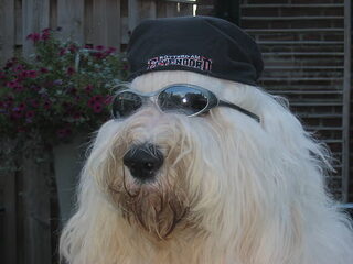 Foto 5 van een Old English Sheepdog