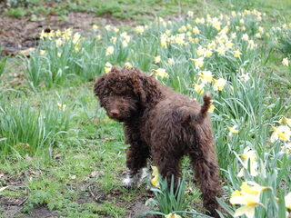 Foto 5 van een Lagotto Romagnolo