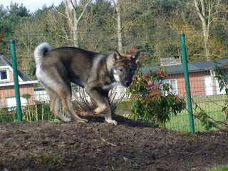 Foto 3 van een Shikoku