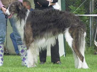 Foto 5 van een Barzoi