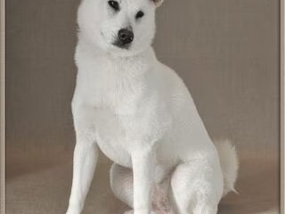 Foto 3 van een Kishu