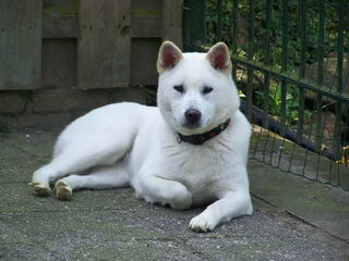 Foto 2 van een Kishu