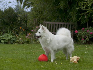 Foto 3 van een Keeshond, Grote