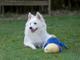 Foto 2 van een Keeshond, Grote