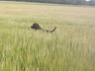 Foto 5 van een Chesapeake Bay Retriever