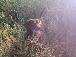 Foto 4 van een Chesapeake Bay Retriever