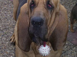 Foto 3 van een Bloedhond