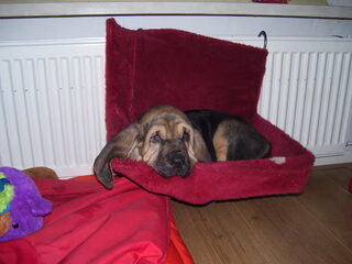 Foto 2 van een Bloedhond