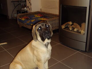 Foto 3 van een Old English Mastiff
