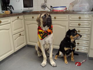 Foto 2 van een Old English Mastiff