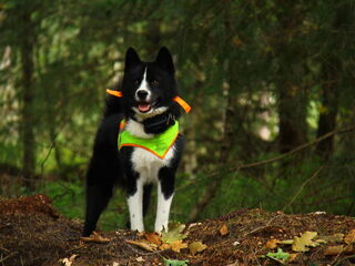 Foto 4 van een Karelische Berenhond