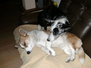 Foto 5 van een Welsh Corgi Cardigan