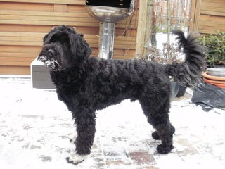 Foto 3 van een Portugese Waterhond