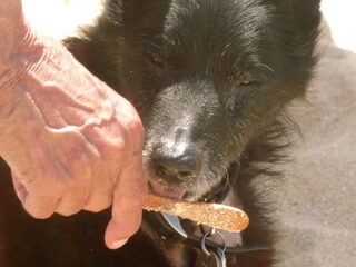 Foto 5 van een Schipperke