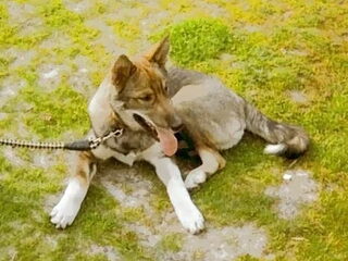 Foto 5 van een Laika, West Siberische